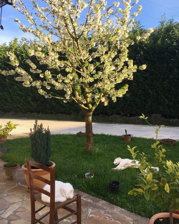 Agriturismo Corte Del Brenta Oriago Di Mira Exteriör bild